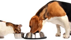 Evcil hayvanlarda obezite riski; hareket ve beslenmeye dikkat