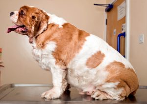 Evcil hayvanlarda obezite riski; hareket ve beslenmeye dikkat
